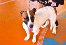 Maricá realiza ação de Castração Solidária para pets em Santa Paula