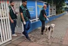 Cão invade escola em Maricá, causa pânico e deixa alunos feridos