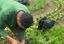 Maricá colhe mais de 275 kg de alimentos agroecológicos em uma semana