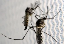 Aedes aegypti: quase metade dos municípios está em alerta ou risco de infestação